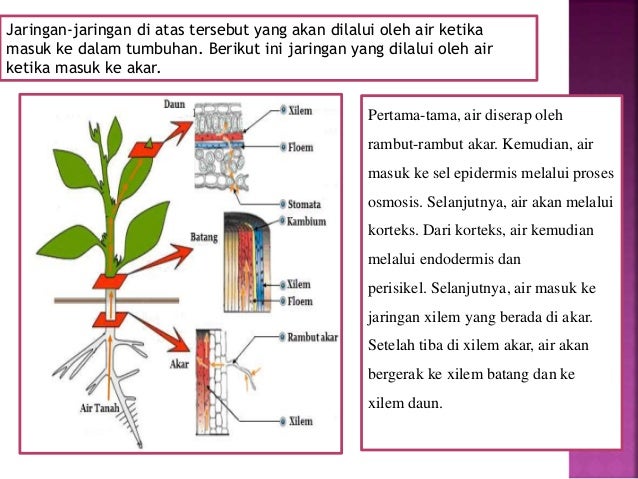 Transportasi dalam tanaman