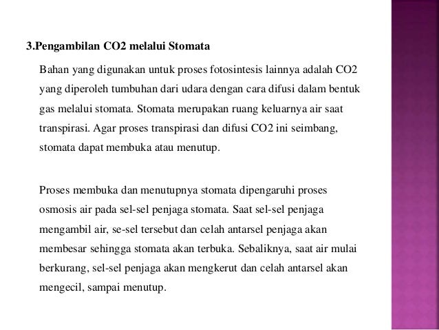 Transportasi Dalam Tanaman
