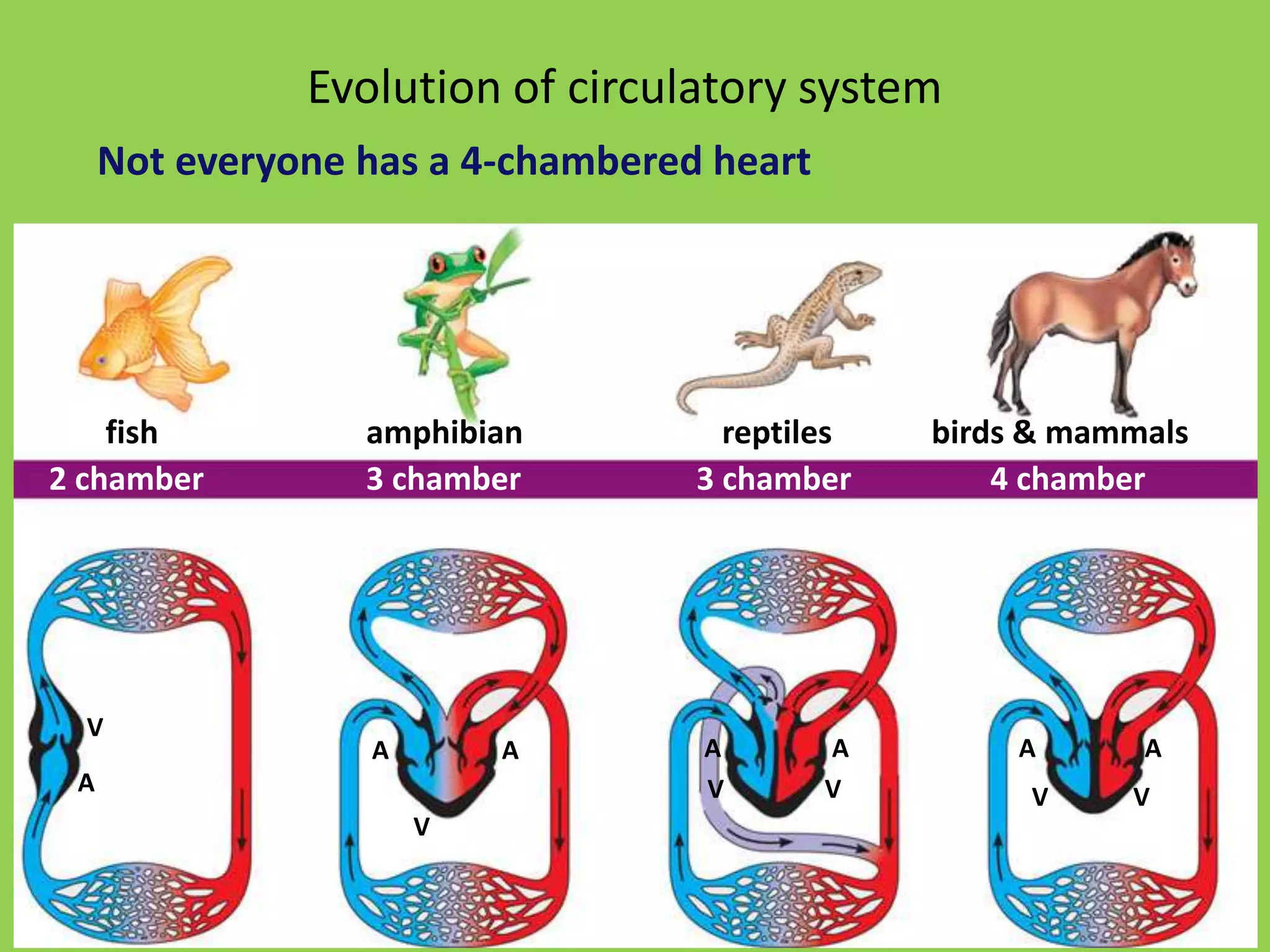 Evolution Circulation Circulation in plants and animals | PPTX