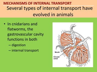 MECHANISMS OF INTERNAL TRANSPORT 
Several types of internal transport have 
evolved in animals 
• In cnidarians and 
flatworms, the 
gastrovascular cavity 
functions in both 
– digestion 
– internal transport 
Figure 23.2A 
Mouth 
Circular 
canal 
 