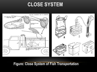 transportation.pptx harvesting of fish transportation | PPTX