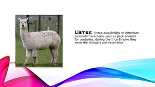 Llamas: these auquénidos or American
camelids have been used as pack animals
for centuries, during the Inca Empire they
were the chargers par excellence
 