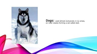 Dogs: used almost exclusively in icy areas,
on roller skates forming a set called sled.
 