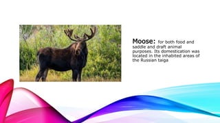 Moose: for both food and
saddle and draft animal
purposes. Its domestication was
located in the inhabited areas of
the Russian taiga
 