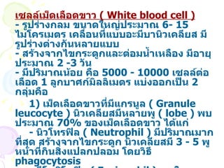 เซลล์เม็ดเลือดขาว  (  White blood cell  )   -  รูปร่างกลม ขนาดใหญ่ประมาณ  6-   15   ไมโครเมตร เคลื่อนที่แบบอะมีบานิวเคลียส มีรูปร่างต่างกันหลายแบบ  -  สร้างจากไขกระดูกและต่อมน้ำเหลือง มีอายุประมาณ  2   -3   วัน  -  มีปริมาณน้อย คือ  5000  -  10000   เซลล์ต่อเลือด  1   ลูกบาศก์มิลลิเมตร แบ่งออกเป็น  2   กลุ่มคือ 1 )  เม็ดเลือดขาวที่มีแกรนูล  (  Granule leucocyte  )  นิวเคลียสมีหลายพู  (  lobe  )  พบประมาณ  70%   ของเม็ดเลือดขาว ได้แก่ -  นิวโทรฟิล  (  Neutrophil  )  มีปริมาณมากที่สุด สร้างจากไขกระดูก นิวเคลียสมี  3  -  5   พู หน้าที่กินสิ่งแปลกปลอม โดยวิธี  phagocytosis -  อีโอซิโนฟิล  (  Eosinophil  )  พบในเนื้อเยื่อมากกว่ากระแสเลือด นิวเคลียสมี  2   พู หน้าที่กำจัดสิ่งแปลกปลอม โดยการจับกินและทำลายสารพิษ -  เบโซฟิล  (  Basophil  )  พบน้อยที่สุด นิวเคลียสมี  2   พูขึ้นไป จับกินสิ่งแปลกปลอมและสร้างเฮพาริน  (  heparin  )  ไม่ให้เลือดแข็งตัว รวมทั้งสนองต่อสิ่งแปลกปลอมที่ก่อให้เกิดอาการแพ้ 