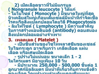 2 )  เม็ดเลือดขาวที่ไม่มีแกรนูล  (  Nongranule leucocyte  )  ได้แก่ -  โมโนไซต์  (  Monocyte  )  มีขนาดใหญ่ที่สุด นิวเคลียสใหญ่เกือบเต็มเซลล์มีหน้าที่กำจัดเชื้อโรคหรือสิ่งแปลกปลอมโดยวิธี  Phagocytosis -  ลิมโฟไซต์  (  Lymphocyte  )  มีความสำคัญในการสร้างแอนติบอดี  ( antibody )  ตอบสนองสิ่งแปลกปลอมอย่างจำเพาะ 3.  เพลตเลต  (  Platelet  )  -  เป็นชิ้นส่วนของไซโทพลาสซึมของเซลล์ในไขกระดูก อาจเรียกว่า เกล็ดเลือด แผ่นเลือด หรือเศษเม็ดเลือด -  รูปร่างไม่แน่นอน ขนาดเล็ก  1  -  2   ไมโครเมตร มีอายุเพียง  10   วัน -  มีประมาณ  250,000  -  500,000   ชิ้นต่อ  1   ลูกบาศก์มิลลิเมตร มีหน้าที่เกี่ยวกับการแข็งตัวของเลือด โดยทำงานร่วมกับแคลเซียมและวิตามิน  K -  ภายในเลือดมีเฮพาริน  (  Heparin  )  สร้างจากเม็ดเลือดขาวยับยั้งการเกิดทรอมบิน ทำให้เลือดในเส้นเลือดไม่แข็งตัว ข้อควรจำ          การแข็งตัวของเลือด ต้องอาศัยการทำงานร่วมกันของปัจจัยหลายประการ ได้แก่ เกล็ดเลือด โปรตีน  FIBRINOGEN  วิตามิน  K  และแคลเซียม 