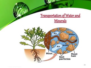Transportation in animals and plants CLASS VII | PPT