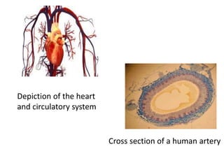 Depiction of the heart
and circulatory system
Cross section of a human artery
 