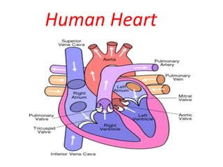 Human Heart
 