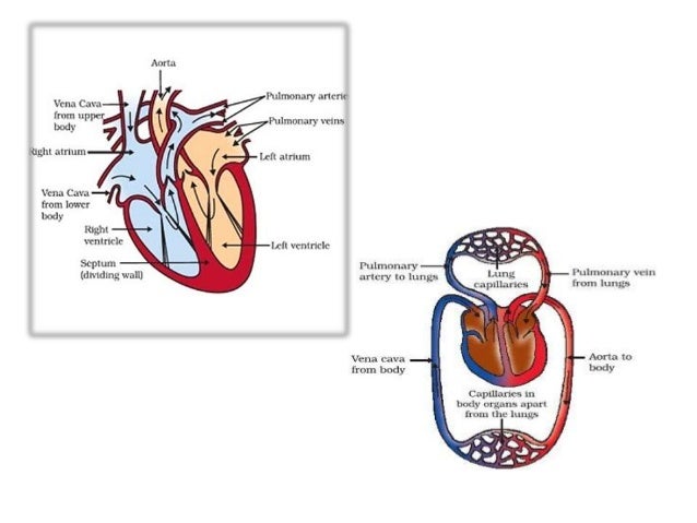 Transportation in human beings