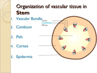 Organization of vascular tissue inOrganization of vascular tissue in RootRoot
1. Vascular Tissue xylem
phloem
The xylem an...