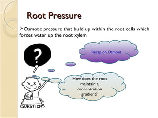 Root PressureRoot Pressure
 Uptake of water by the root hair by Osmosis
 Uptake of dissolved minerals through active
tra...