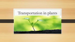 Transportation in plants
 