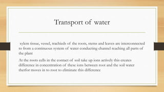 Transport of water

 xylem tissue, vessel, trachieds of the roots, stems and leaves are interconnected
to from a continuous system of water conducting channel reaching all parts of
the plant
At the roots cells in the contact of soil take up ions actively this creates
difference in concentration of these ions between root and the soil water
therfor moves in to root to eliminate this difference
 