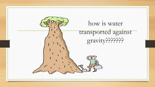 how is water
transported against
   gravity???????
 