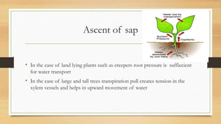 Ascent of sap


• In the case of land lying plants such as creepers root pressure is suffiecient
  for water transport
• In the case of large and tall trees transpiration pull creates tension in the
  xylem vessels and helps in upward movement of water
 