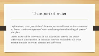Transport of water

 xylem tissue, vessel, trachieds of the roots, stems and leaves are interconnected
to from a continuou...