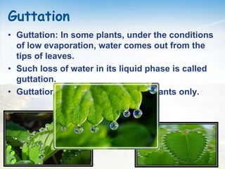 Transportation in plants | PPTX