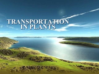 TRANSPORTATION 
IN PLANTS 
 