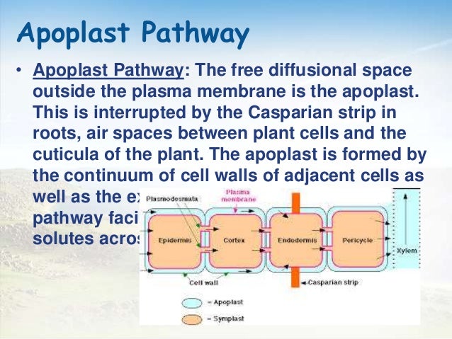 Transportation in plants
