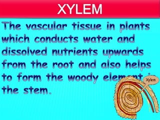 Transportation in plants