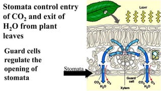 Stomata control entry
of CO2 and exit of
H2O from plant
leaves
Guard cells
regulate the
opening of
stomata
 