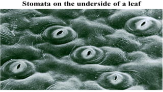 Transportation In Plants.pptx