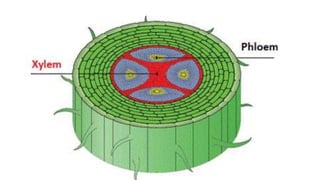 Transportation In Plants.pptx