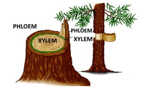 PHLOEM
XYLEM XYLEM
PHLOEM
 