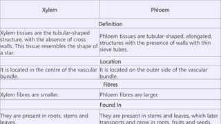 Xylem Phloem
Definition
Xylem tissues are the tubular-shaped
structure, with the absence of cross
walls. This tissue resembles the shape of
a star.
Phloem tissues are tubular-shaped, elongated,
structures with the presence of walls with thin
sieve tubes.
Location
It is located in the centre of the vascular
bundle.
It is located on the outer side of the vascular
bundle.
Fibres
Xylem fibres are smaller. Phloem fibres are larger.
Found In
They are present in roots, stems and They are present in stems and leaves, which later
 