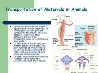 Transportation of materials in plants and animals | PPT