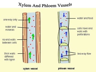 Transportation of materials in plants and animals | PPT
