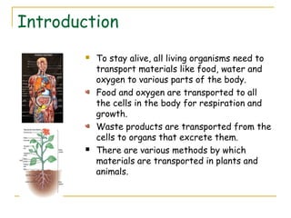 Transportation of materials in plants and animals