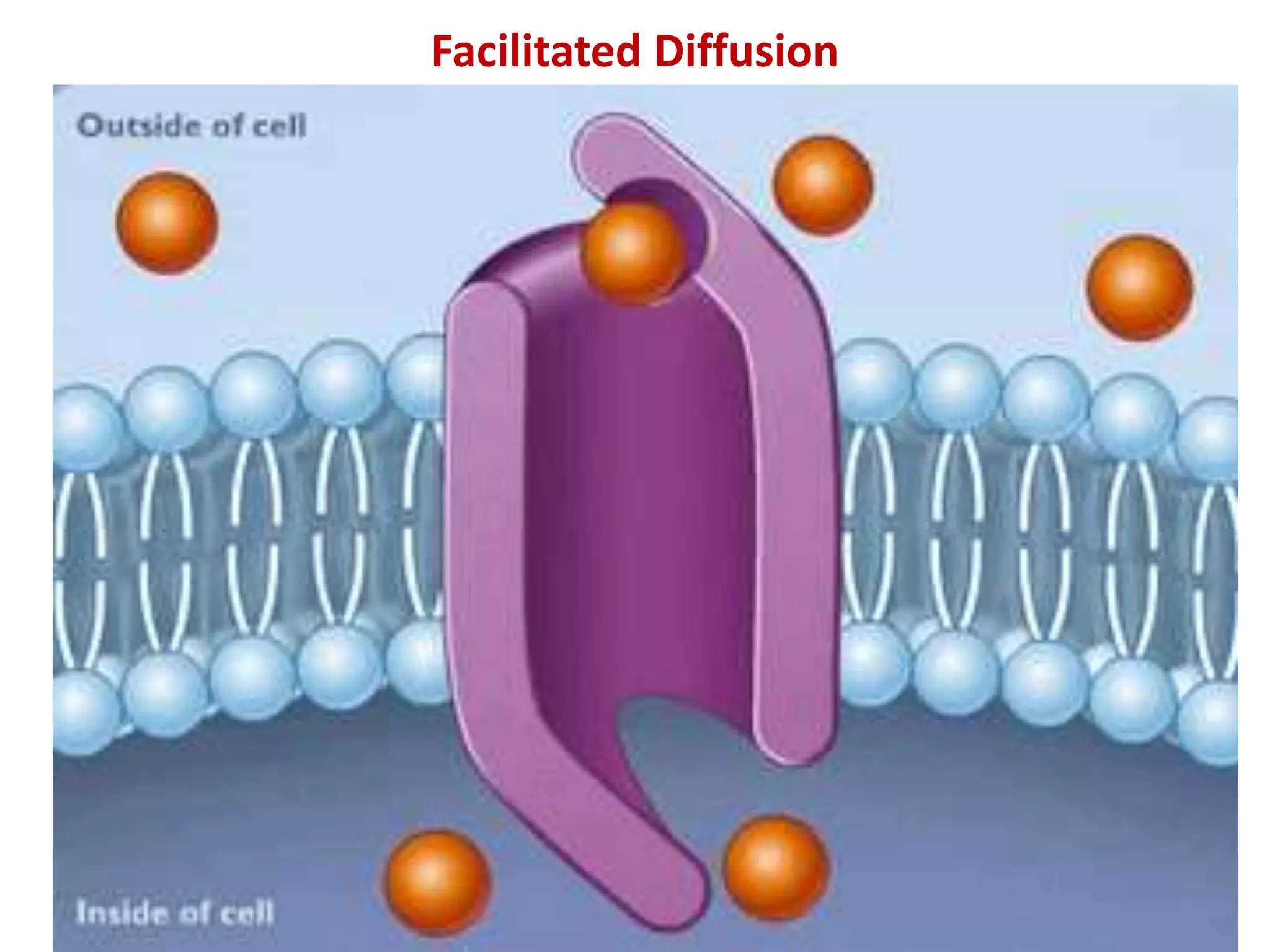Facilitated Diffusion
 