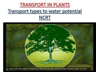 TRANSPORT IN PLANTS
Transport types to water potential
NCRT
 