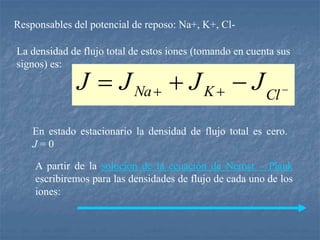 Responsables del potencial de reposo: Na+, K+, Cl-
La densidad de flujo total de estos iones (tomando en cuenta sus
signos) es:



 
 Cl
K
Na J
J
J
J
En estado estacionario la densidad de flujo total es cero.
J = 0
A partir de la solución de la ecuación de Nernst – Plank
escribiremos para las densidades de flujo de cada uno de los
iones:
 