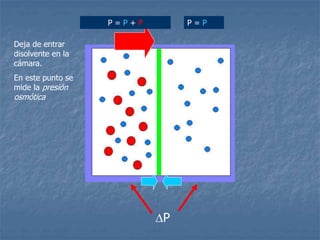 P = P + P P = P
P
Deja de entrar
disolvente en la
cámara.
En este punto se
mide la presión
osmótica
 