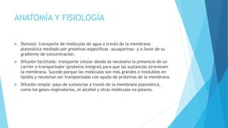 ANATOMÍA Y FISIOLOGÍA
 Ósmosis: transporte de moléculas de agua a través de la membrana
plasmática mediado por proteínas específicas –acuaporinas– y a favor de su
gradiente de concentración.
 Difusión facilitada: transporte celular donde es necesaria la presencia de un
carrier o transportador (proteína integral) para que las sustancias atraviesen
la membrana. Sucede porque las moléculas son más grandes o insolubles en
lípidos y necesitan ser transportadas con ayuda de proteínas de la membrana.
 Difusión simple: paso de sustancias a través de la membrana plasmática,
como los gases respiratorios, el alcohol y otras moléculas no polares.
 