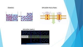 ÓSMOSIS: DIFUSIÓN FACILITADA:
DIFUSIÓN SIMPLE:
 