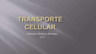 Sebastian Montoya Restrepo
11-3
 