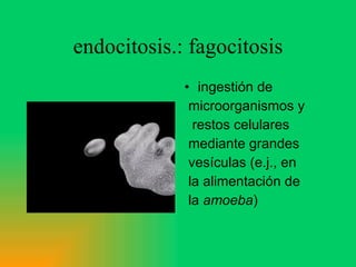 endocitosis.: fagocitosis ingestión de microorganismos y restos celulares mediante grandes vesículas (e.j., en la alimentación de la  amoeba ) 