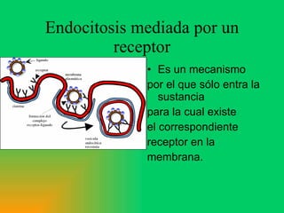 Endocitosis mediada por un receptor Es un mecanismo por el que sólo entra la sustancia para la cual existe el correspondiente receptor en la membrana. 