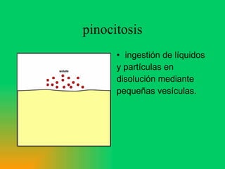 pinocitosis ingestión de líquidos y partículas en disolución mediante pequeñas vesículas. 