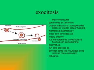 exocitosis macromoléculas contenidas en vesículas citoplasmáticas son transportadas desde el  interior  celular hasta la membrana plasmática y luego son eliminadas al medio  externo . La membrana de la vesícula se f usiona  con la membrana plasmática. En este proceso se eliminan tanto los resultados de la síntesis como desechos celulares. 