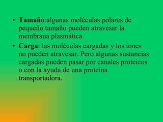 Tamaño :algunas moléculas polares de pequeño tamaño pueden atravesar la membrana plasmática. Carga : las moléculas cargadas y los iones no pueden atravesar. Pero algunas sustancias cargadas pueden pasar por canales proteicos o con la ayuda de una proteína transportadora. 