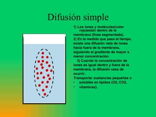 Difusión simple 1) Los iones y moléculas(color rojo)están dentro de la membrana (línea segmentada). 2) En la medida que pasa el tiempo, existe una difusión neta de iones hacia fuera de la membrana, siguiendo el gradiente de mayor a menor concentración. 3) Cuando la concentración de iones es igual dentro y fuera de la membrana, la difusión cesa de ocurrir. Transporta : sustancias pequeñas o solubles en lípidos (O2, CO2, vitaminas ). 