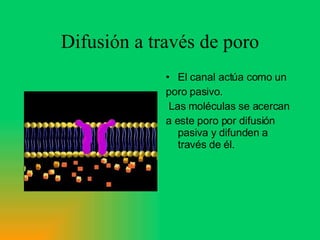 Difusión a través de poro El canal actúa como un poro pasivo. Las moléculas se acercan a este poro por difusión pasiva y difunden a través de él. 