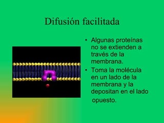 Difusión facilitada Algunas proteínas no se extienden a través de la membrana. Toma la molécula en un lado de la membrana y la depositan en el lado opuesto. 