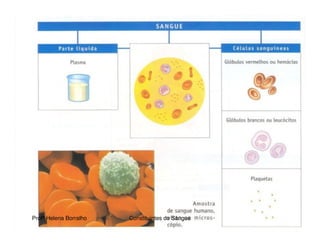 Transporte De Nutrientes E OxigéNio Até àS CéLulas Sangue