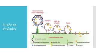 Fusión de
Vesículas
 